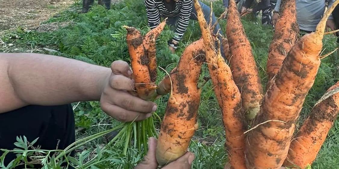 Fresh organic carrots from the garden